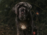 Expecto Patronum (Harry Potter)