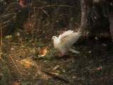 Expecto Patronum (Harry Potter)